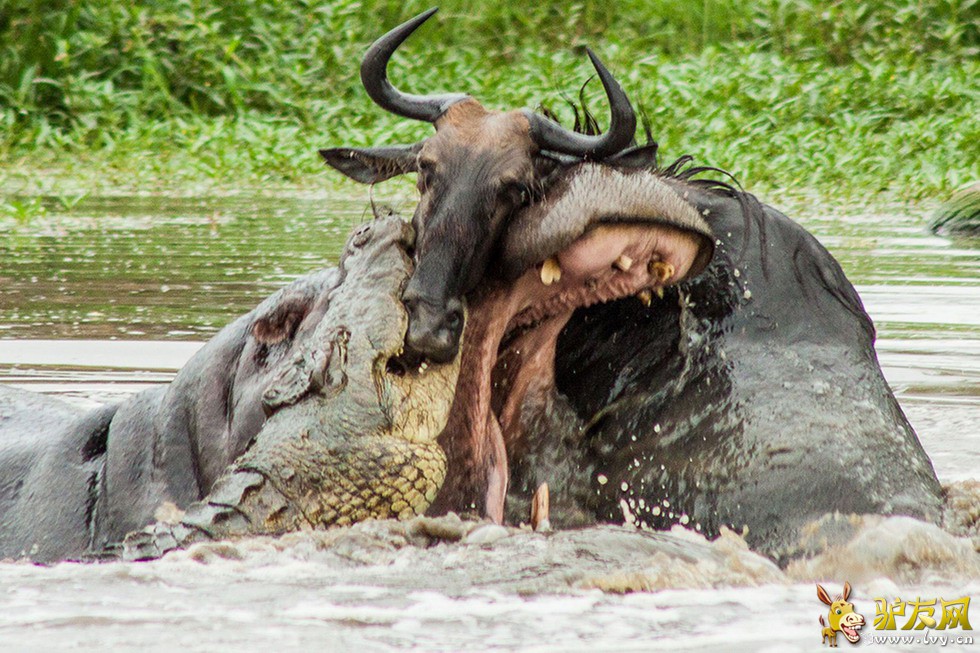 һֻţ�������ӱ���ˮ��һ���������ıƽ����Ժ���׼����ţ�緢��ͻϮ����ҳ��ͼ