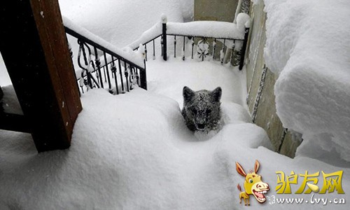 ������С��ͻ����ѩ�����ܱ��������