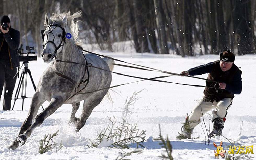 ������ѩ�������У�һƥ��������2�������߿񱼡�