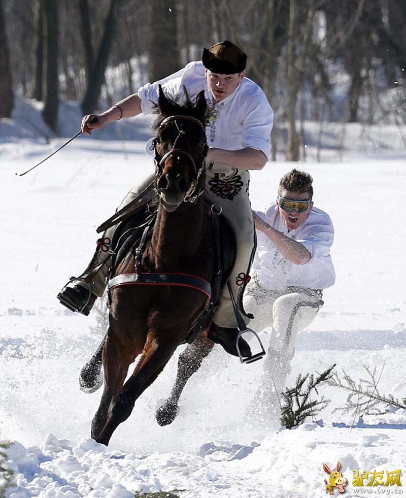 ������ѩ�������У�һƥ��������2�������߿񱼡�