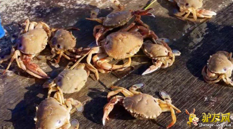 ���ӵ���Ӫ�ؿ�ʼ�齨����