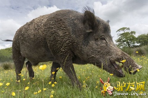 Ӣ�����衰С��Ұ������·��־��