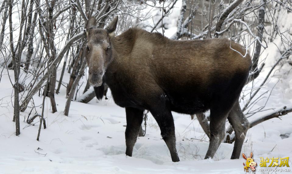 �������ۺϱ�����������1��2�ձ��������գ���������˹���ݰ������涫������һ��ɽ�·���ѩ����һֻ��¹����ѩ�У��һ�3������·����ȣ������������ա�