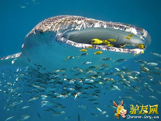 ���ٽ��ˣ��Ĵ�����8����Ѽ�ͥ���ε�