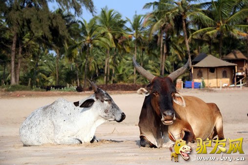 ӡ�ȹ�����ţ֮��̲