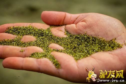 ӡ�ȹ�����ţ֮��̲