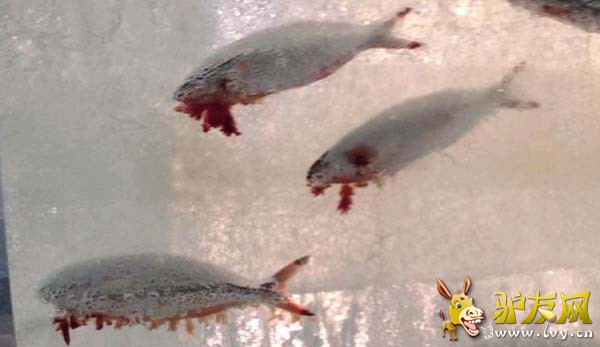 �����ϱ�ѩ�ڡ���������Ѫˮ��ҳ��ͼ